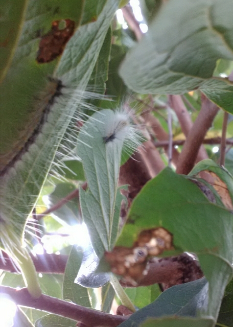 旧9 8 柿の木に大量の毛虫 おひさまソース 月のマリネ